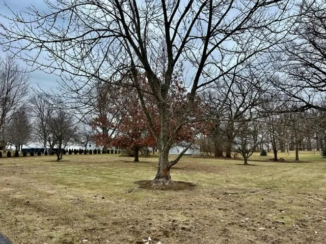 a view of yard with trees