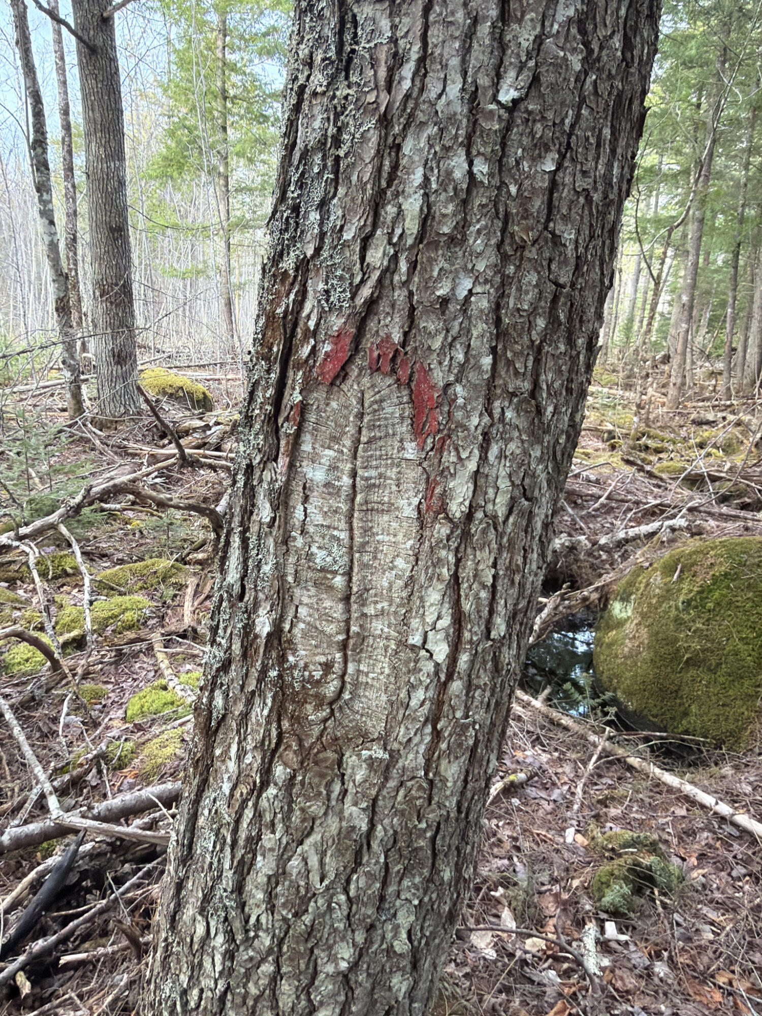 485 Hudson Road Corinth, ME 04427 - Photo 36 of 38 IMG_4763