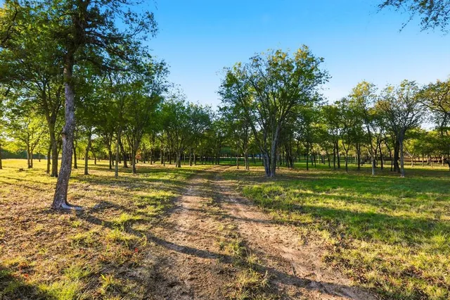 a view of a yard with a tree