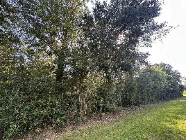a view of a forest with trees in the background