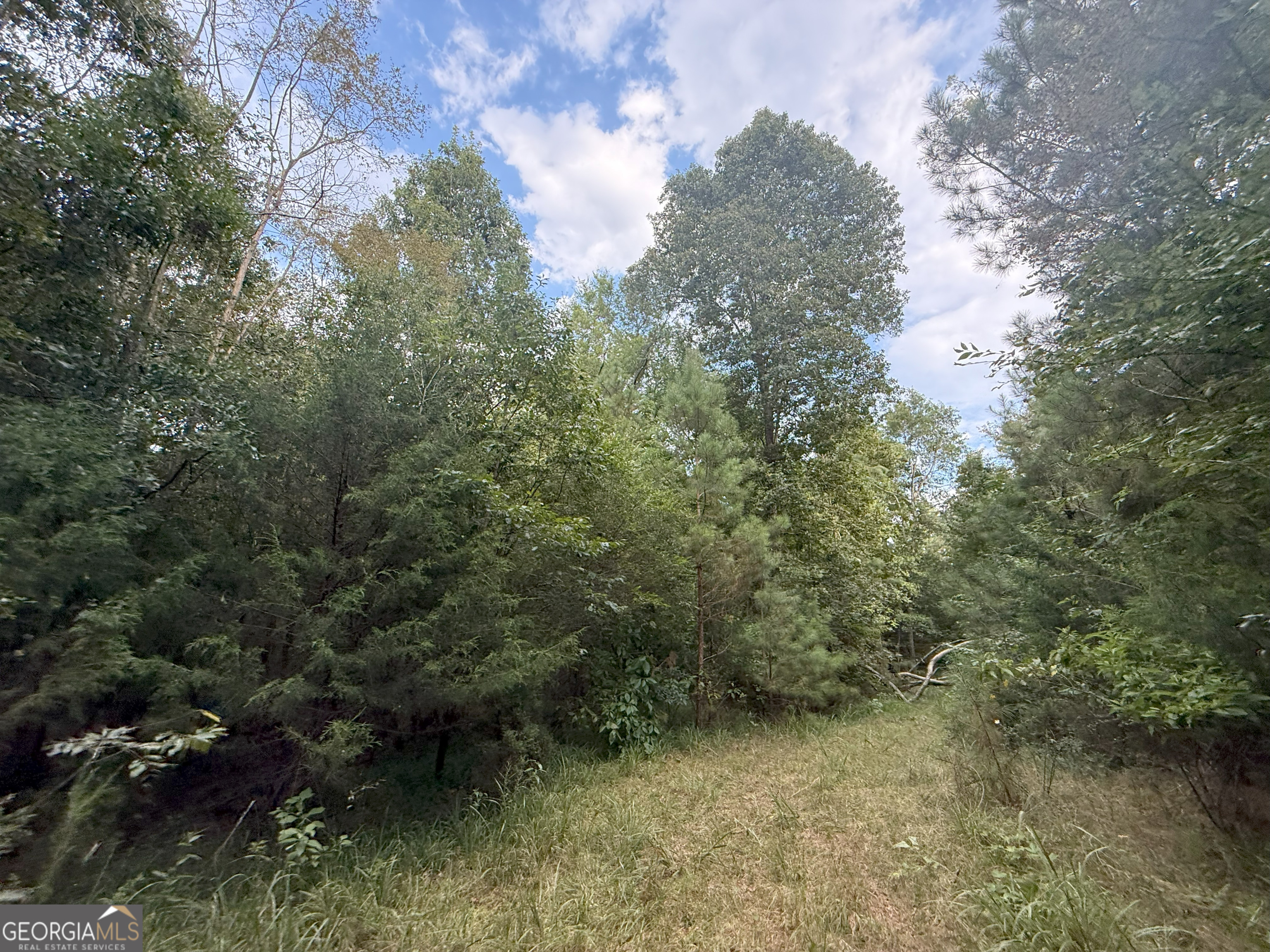 4 Bunch Road Tignall, GA 30668 - Photo 11 of 34 a view of a forest with a tree