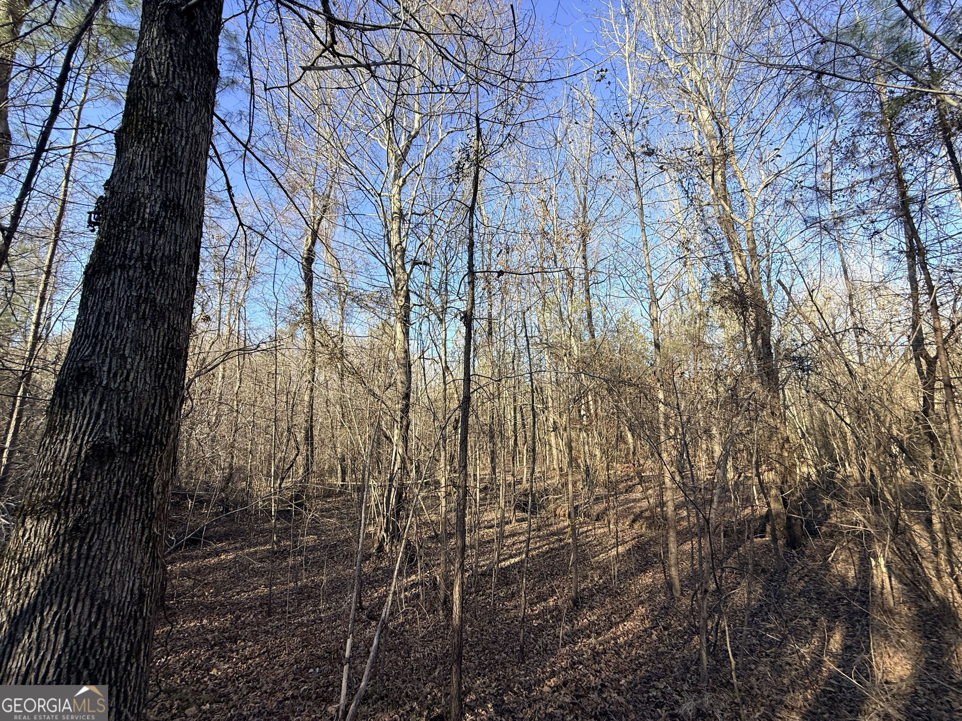 4 Bunch Road Tignall, GA 30668 - Photo 11 of 29 a view of a yard