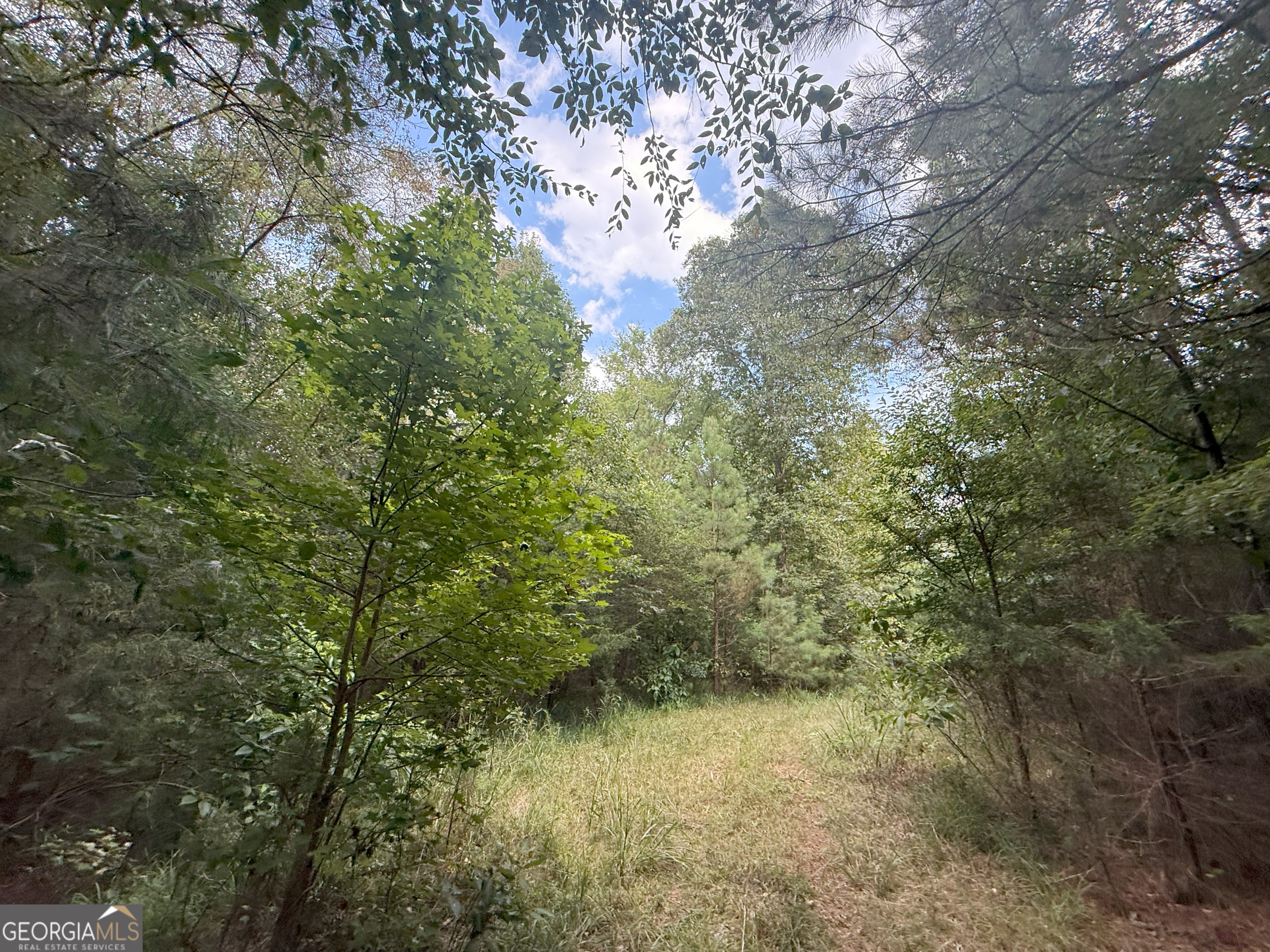 4 Bunch Road Tignall, GA 30668 - Photo 12 of 34 a view of a yard with a tree