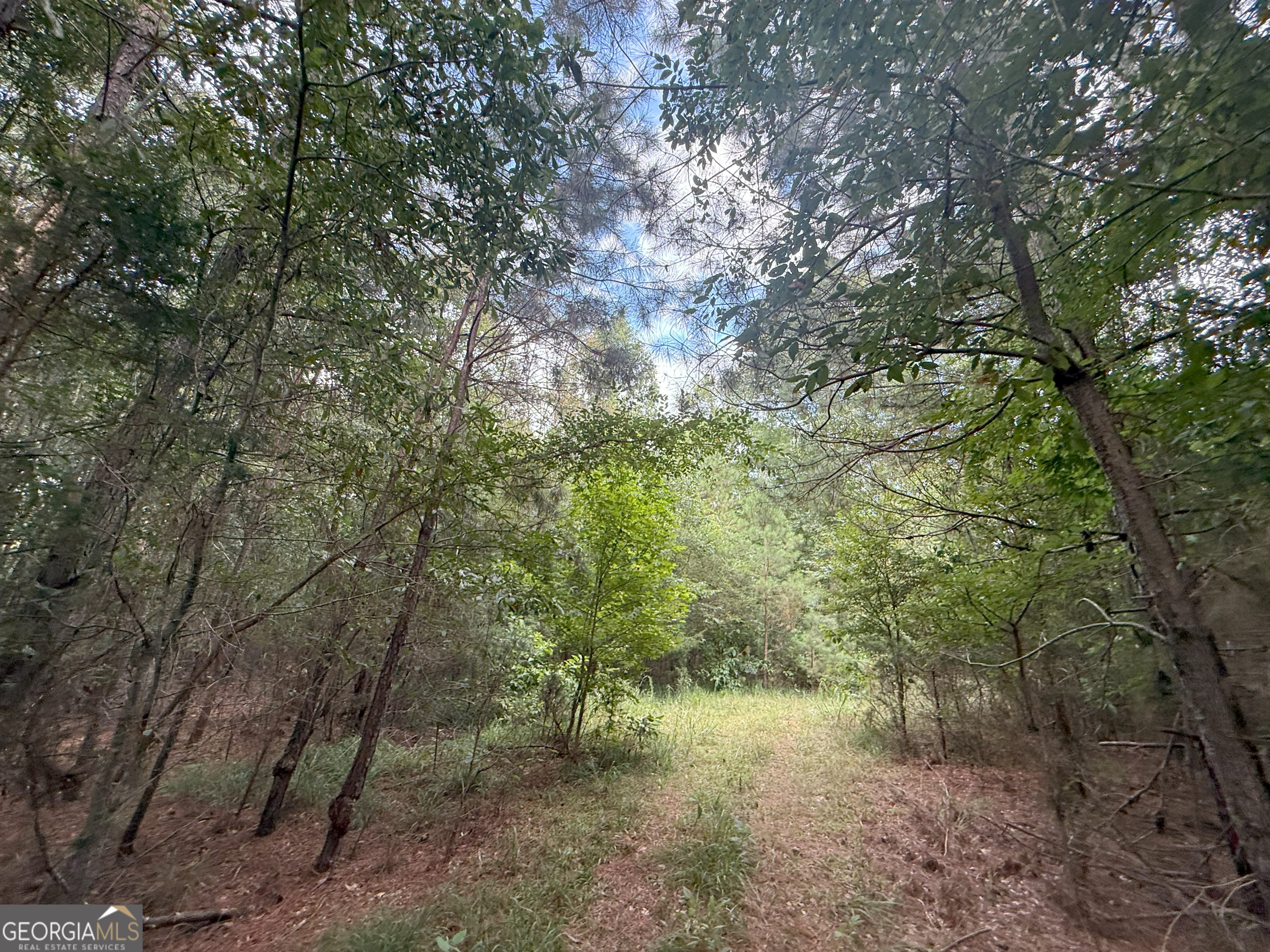 4 Bunch Road Tignall, GA 30668 - Photo 13 of 34 a view of a forest with lots of trees