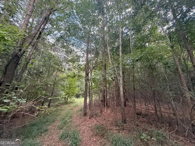 a view of a forest with trees in the background