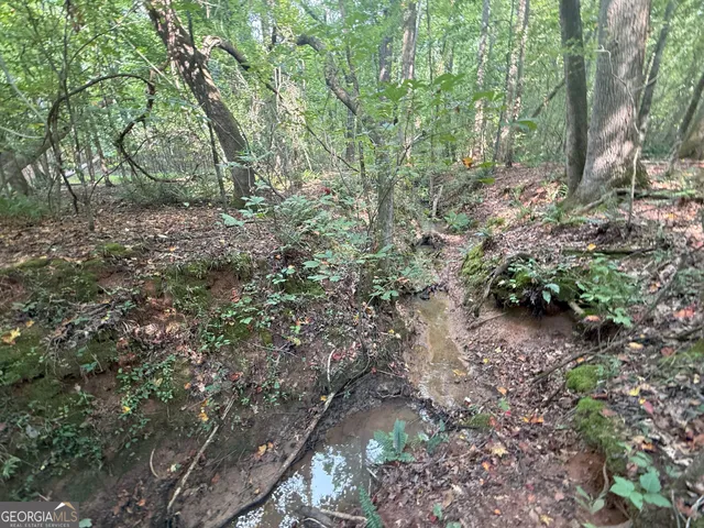a view of a forest that has a tree