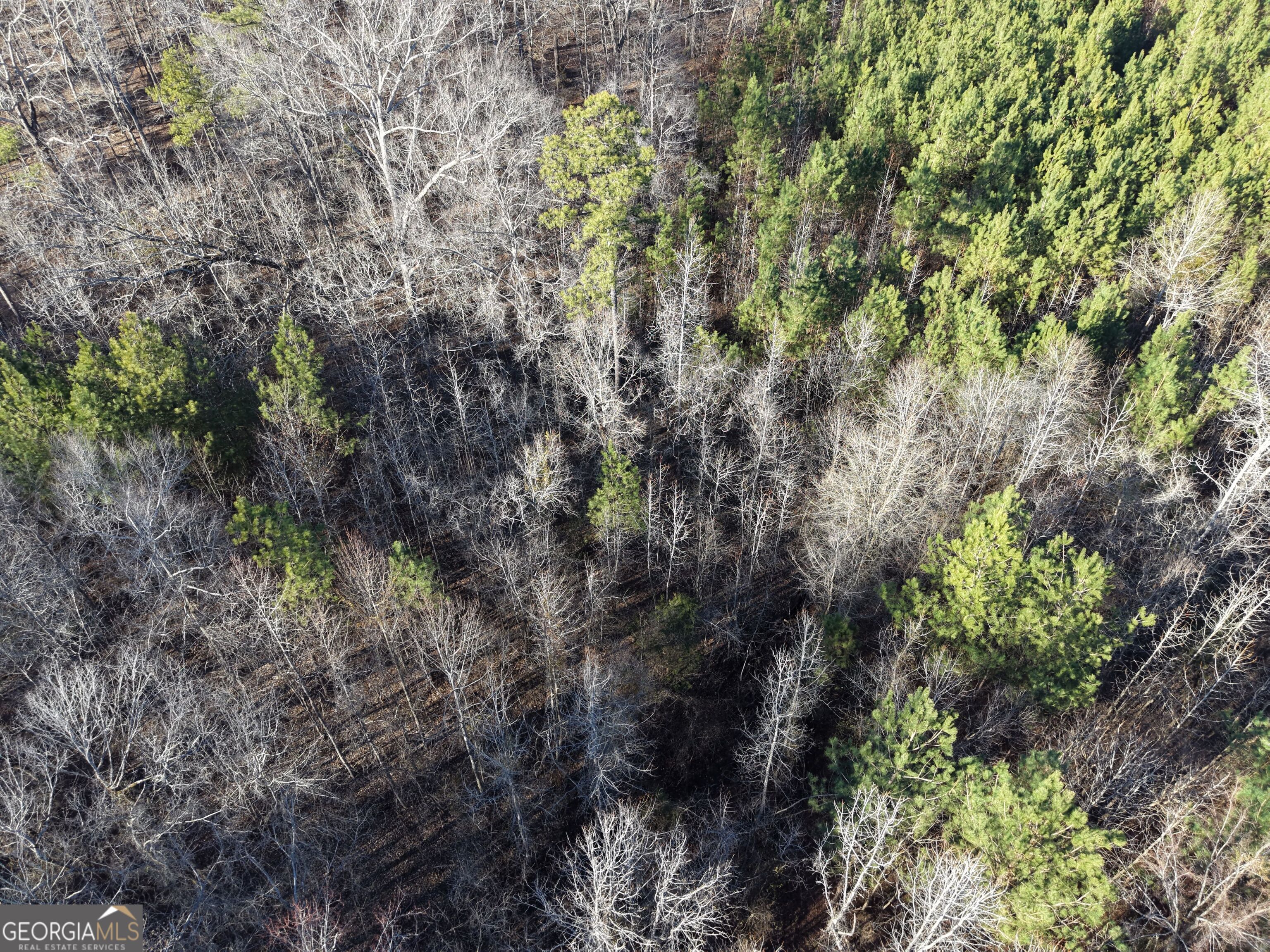 4 Bunch Road Tignall, GA 30668 - Photo 17 of 29 a view of a forest with plants and trees