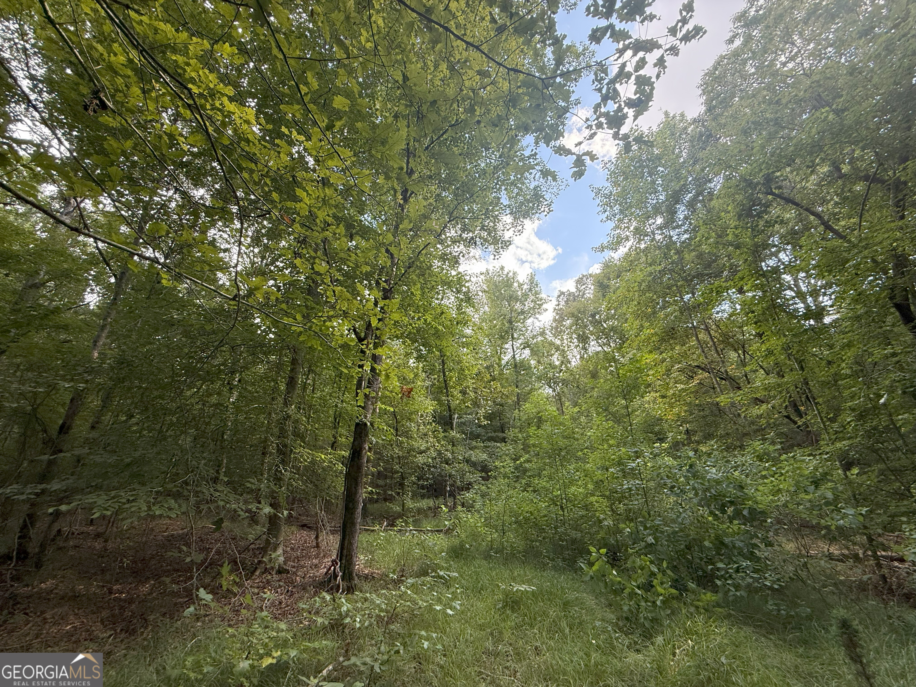 4 Bunch Road Tignall, GA 30668 - Photo 18 of 34 a view of forest