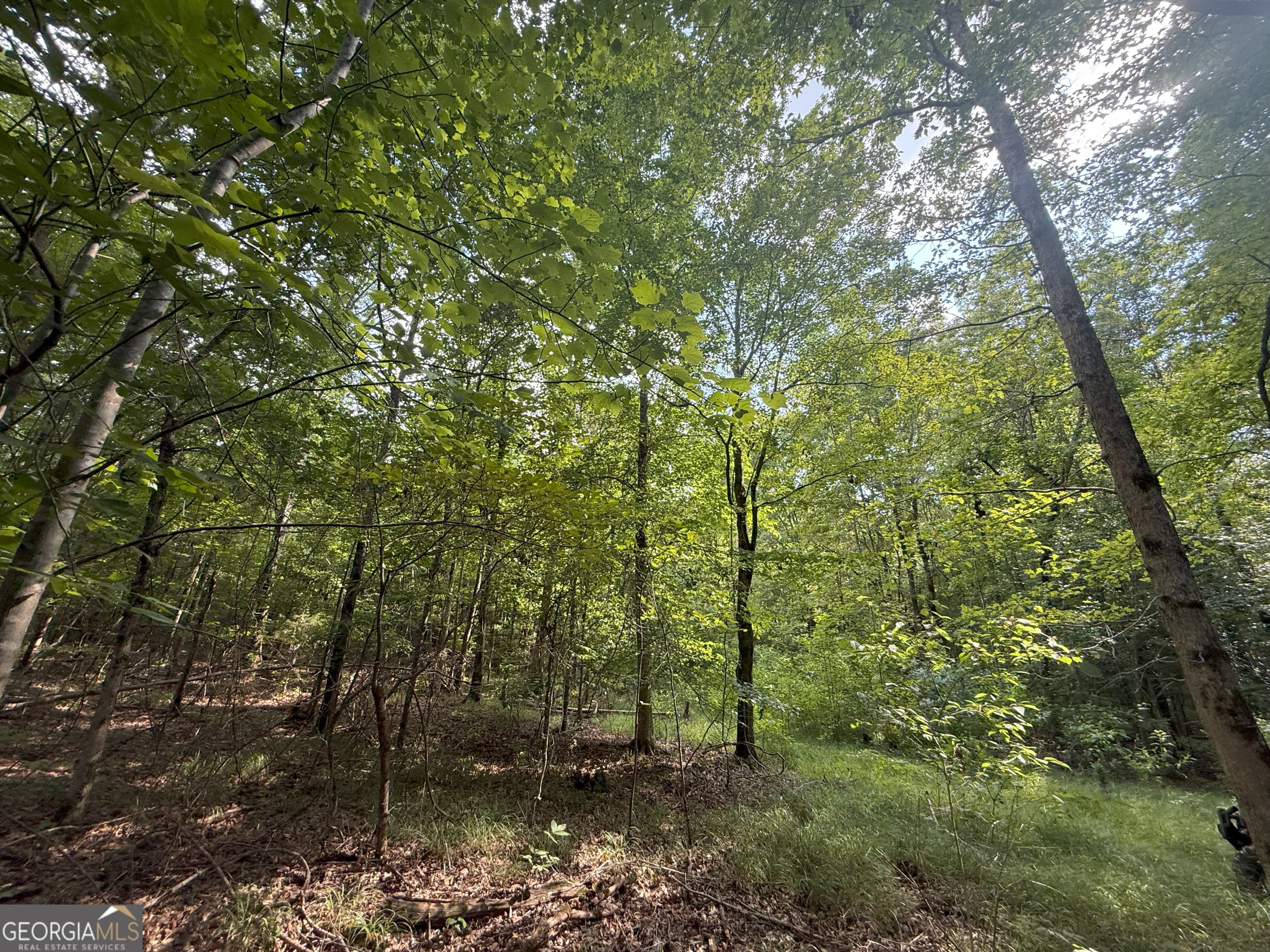 4 Bunch Road Tignall, GA 30668 - Photo 19 of 34 a view of a forest that has large trees