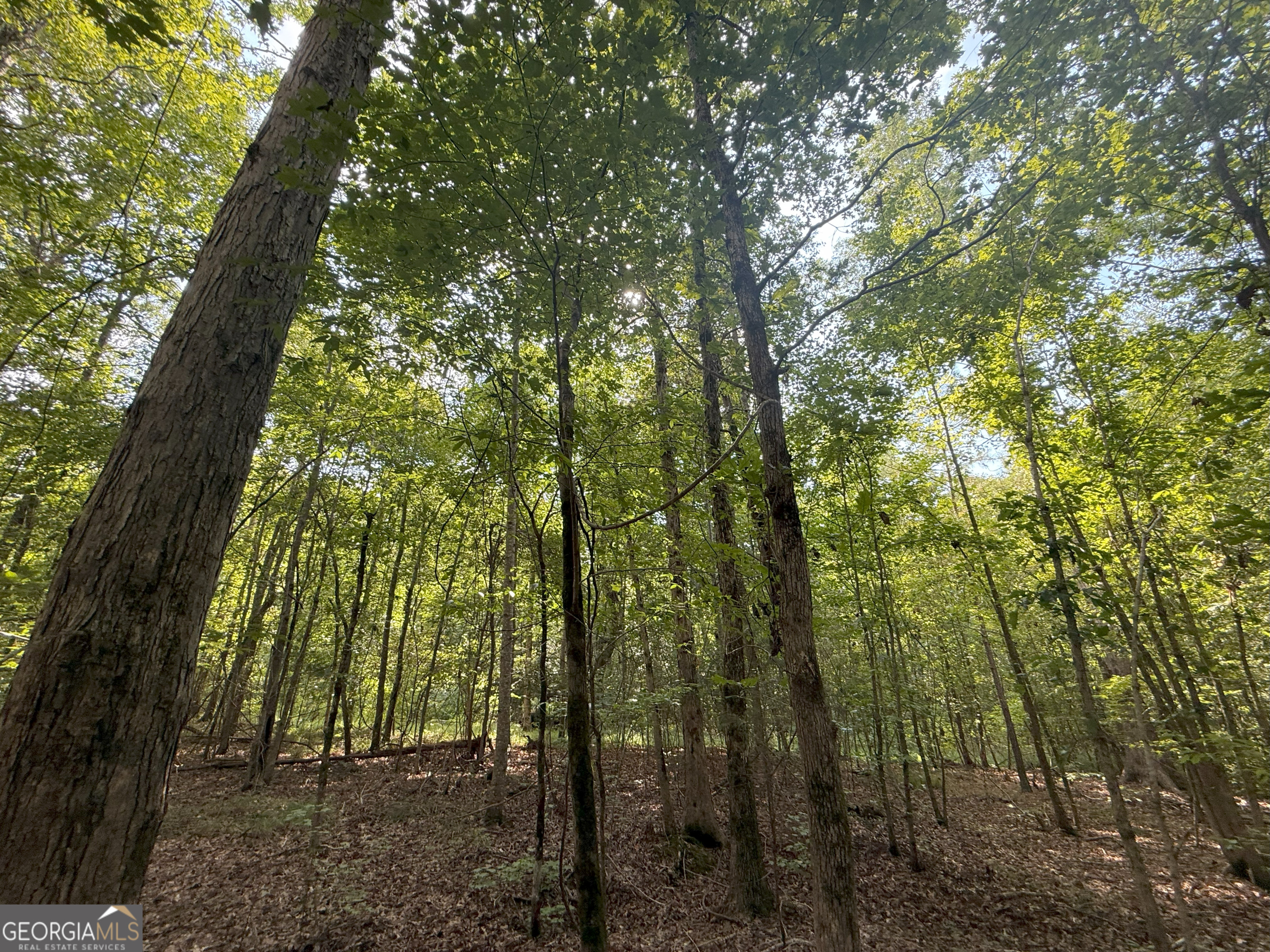 4 Bunch Road Tignall, GA 30668 - Photo 20 of 34 a view of outdoor space and green space