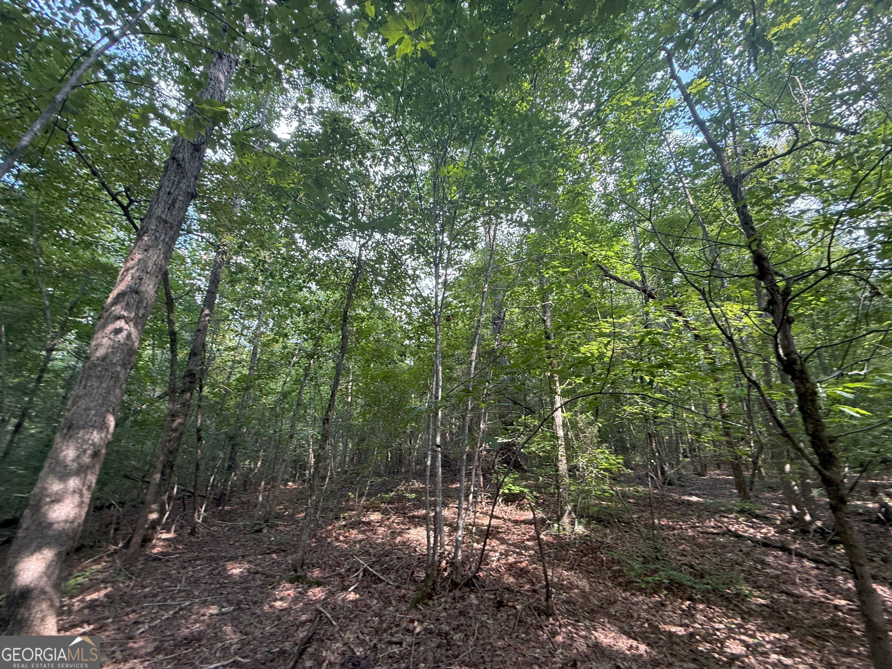 4 Bunch Road Tignall, GA 30668 - Photo 21 of 34 a view of a forest with trees in the background
