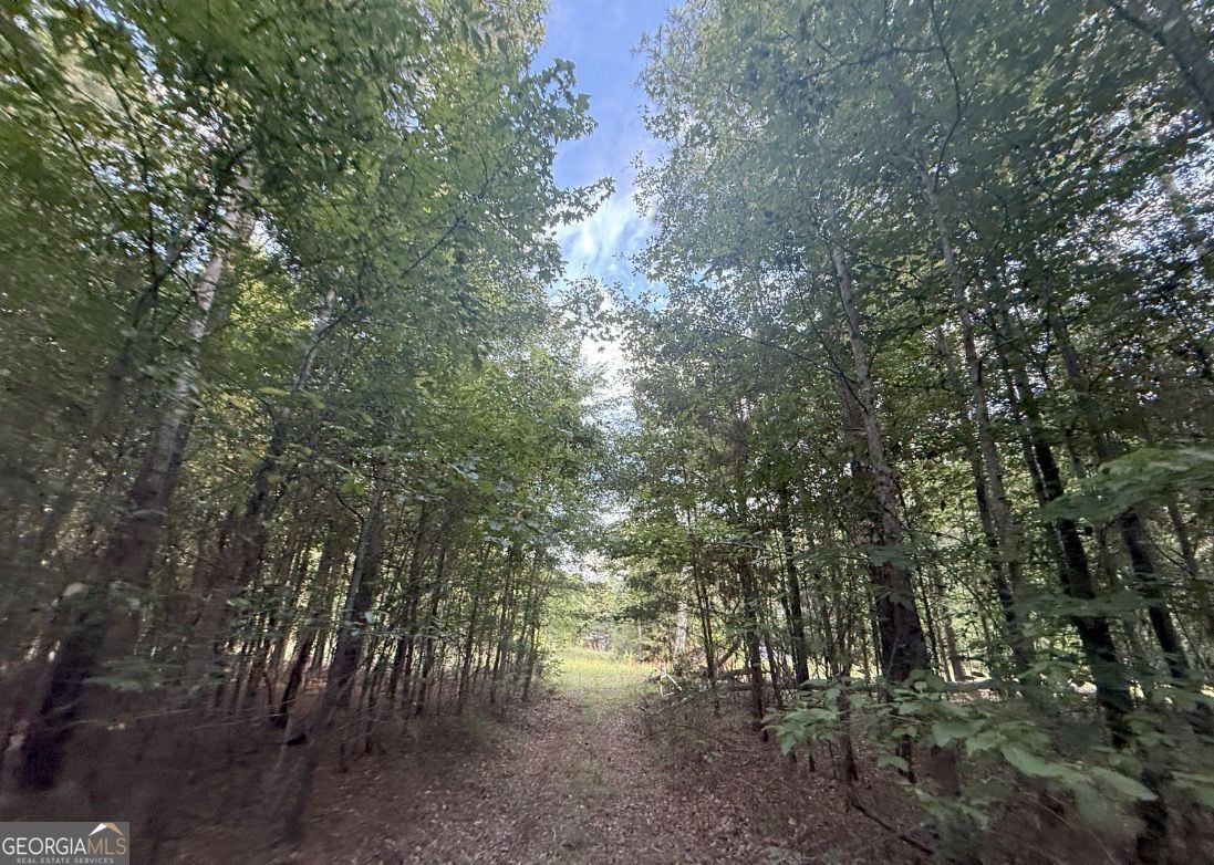 4 Bunch Road Tignall, GA 30668 - Photo 22 of 29 a view of a yard with a tree