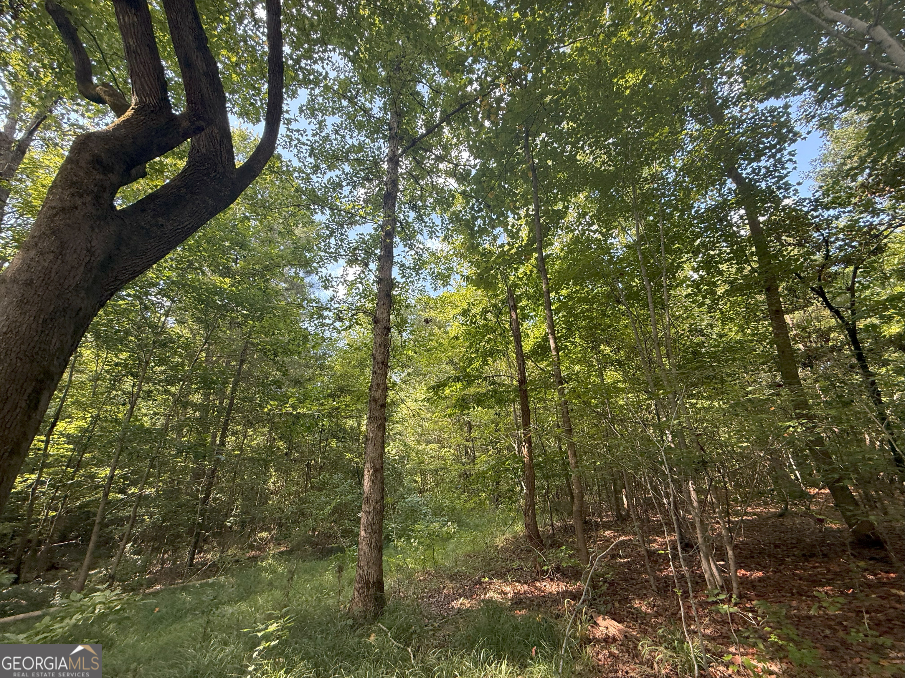 4 Bunch Road Tignall, GA 30668 - Photo 22 of 34 a view of a forest