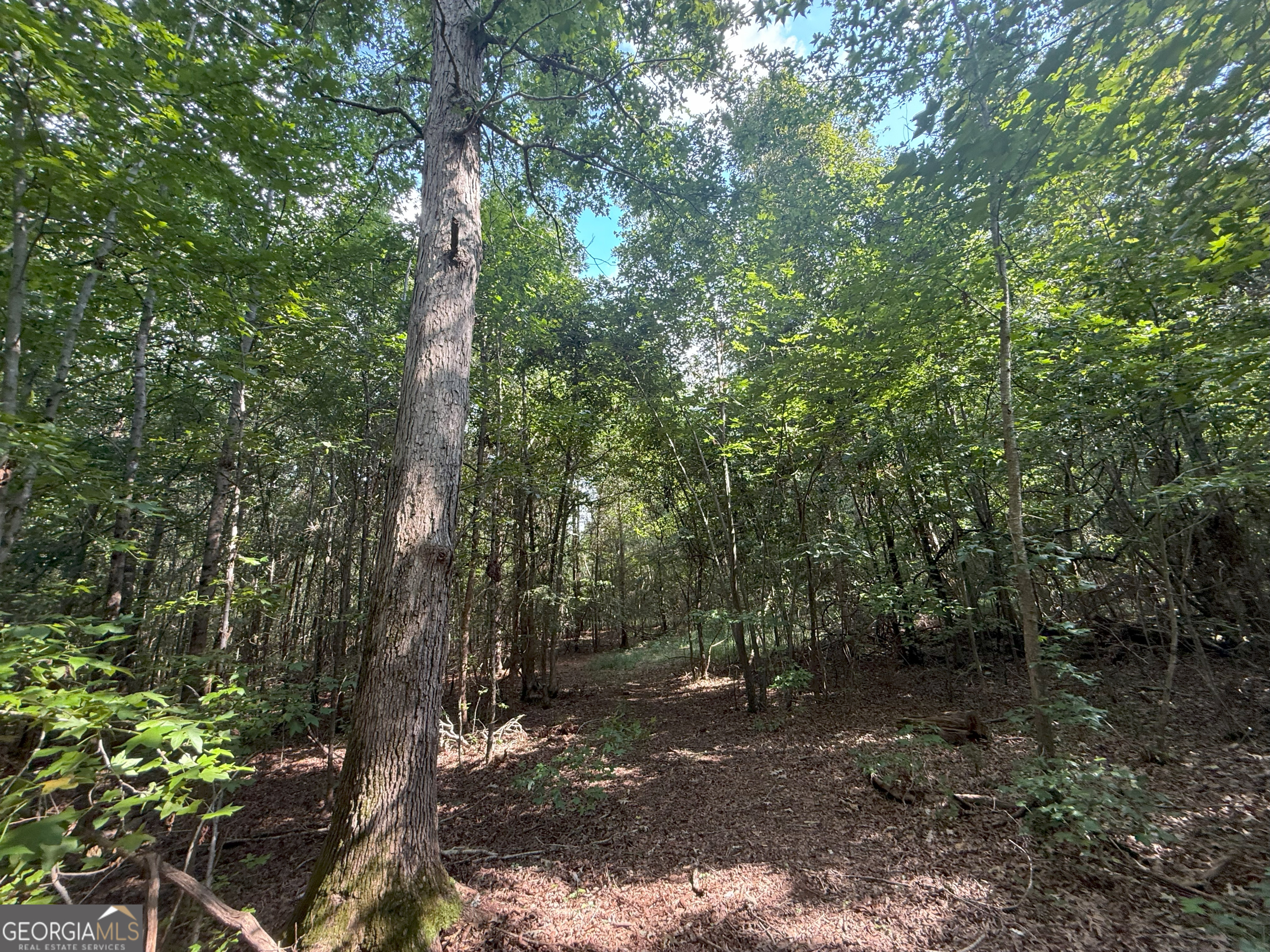 4 Bunch Road Tignall, GA 30668 - Photo 23 of 34 a view of a forest with trees