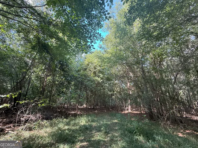 a big yard with lots of green space and plants