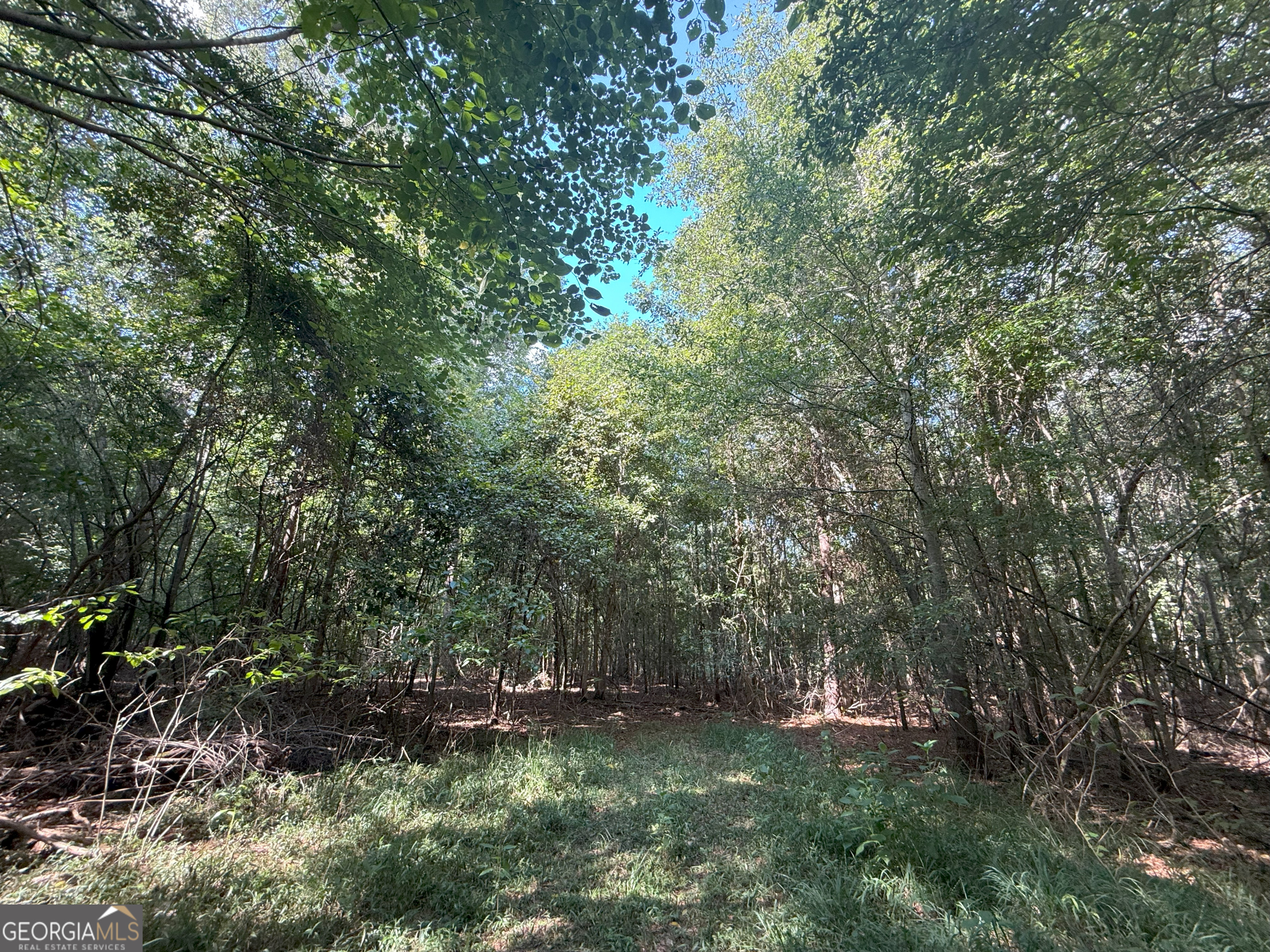 4 Bunch Road Tignall, GA 30668 - Photo 24 of 34 a big yard with lots of green space and plants