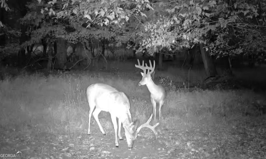 4 Bunch Road Tignall, GA 30668 - Photo 26 of 29 a view of a swimming pool with a trees in the background