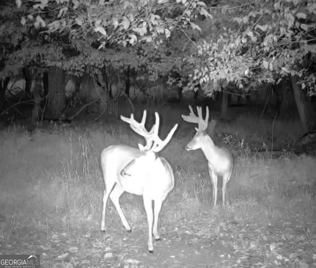 4 Bunch Road Tignall, GA 30668 - Photo 27 of 29 a view of outdoor space yard and patio