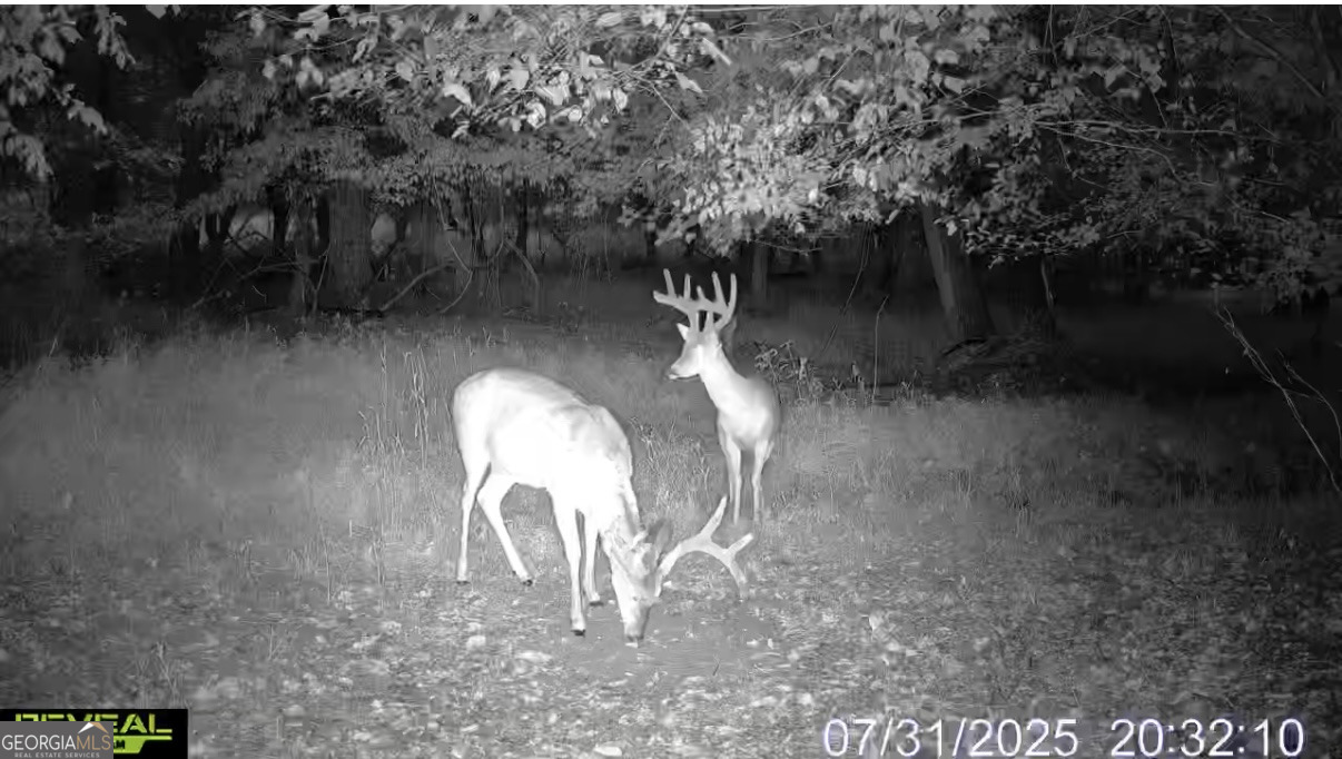 4 Bunch Road Tignall, GA 30668 - Photo 28 of 34 a view of a shaded area in a backyard