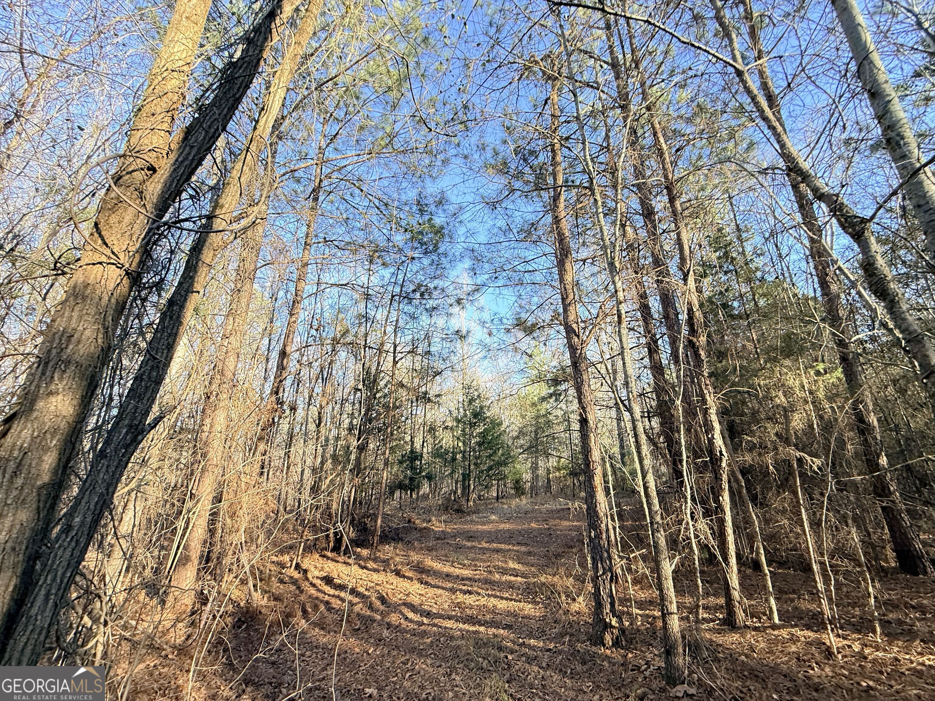 4 Bunch Road Tignall, GA 30668 - Photo 5 of 29 a view of yard