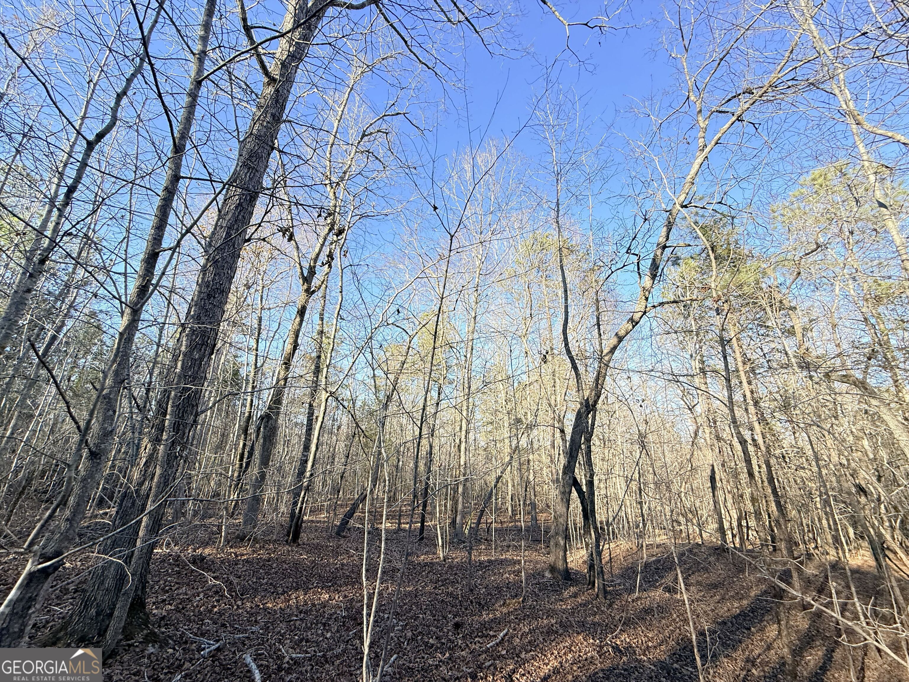 4 Bunch Road Tignall, GA 30668 - Photo 7 of 29 a view of a yard