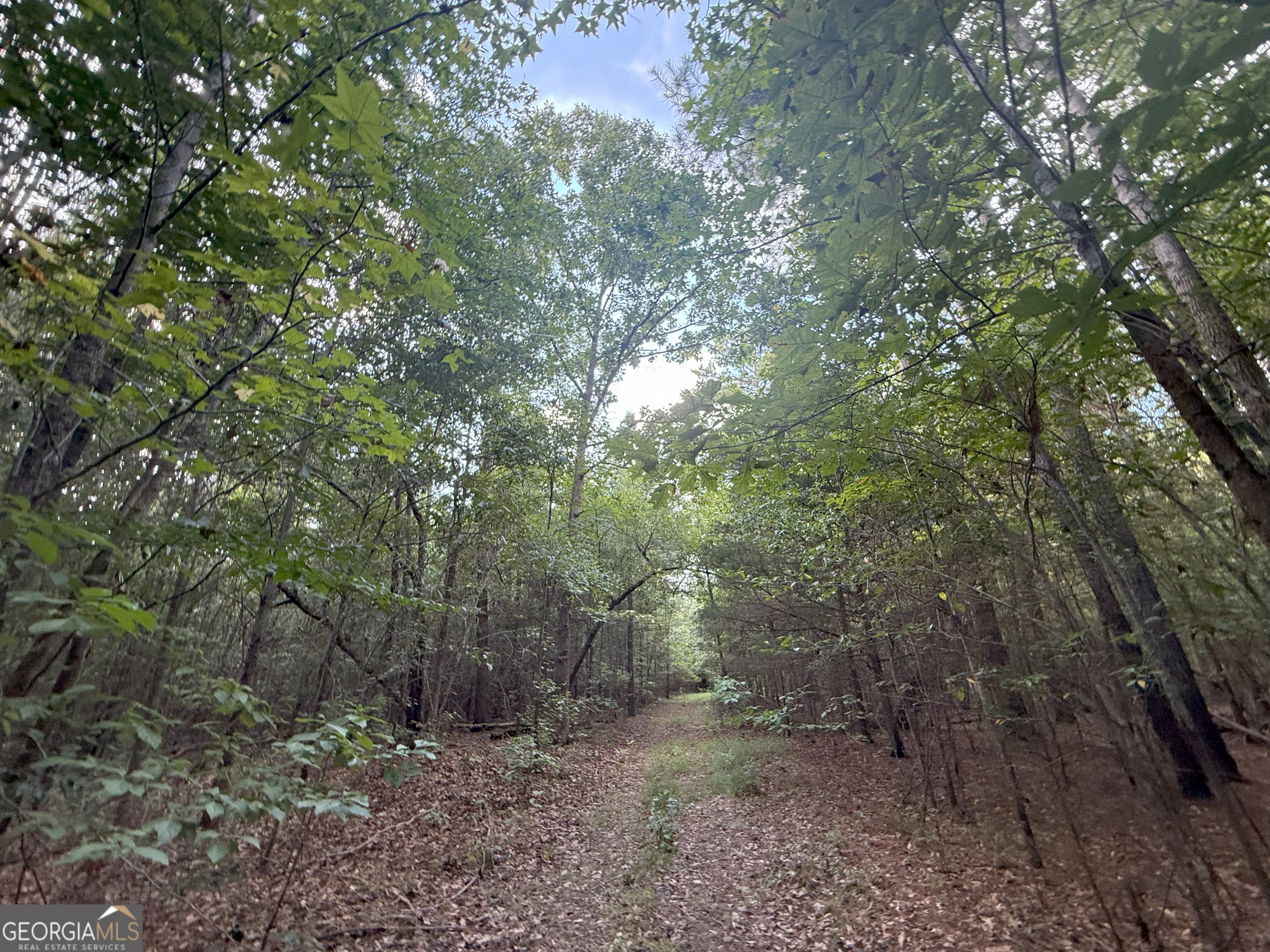 4 Bunch Road Tignall, GA 30668 - Photo 7 of 34 a view of a forest with trees in the background
