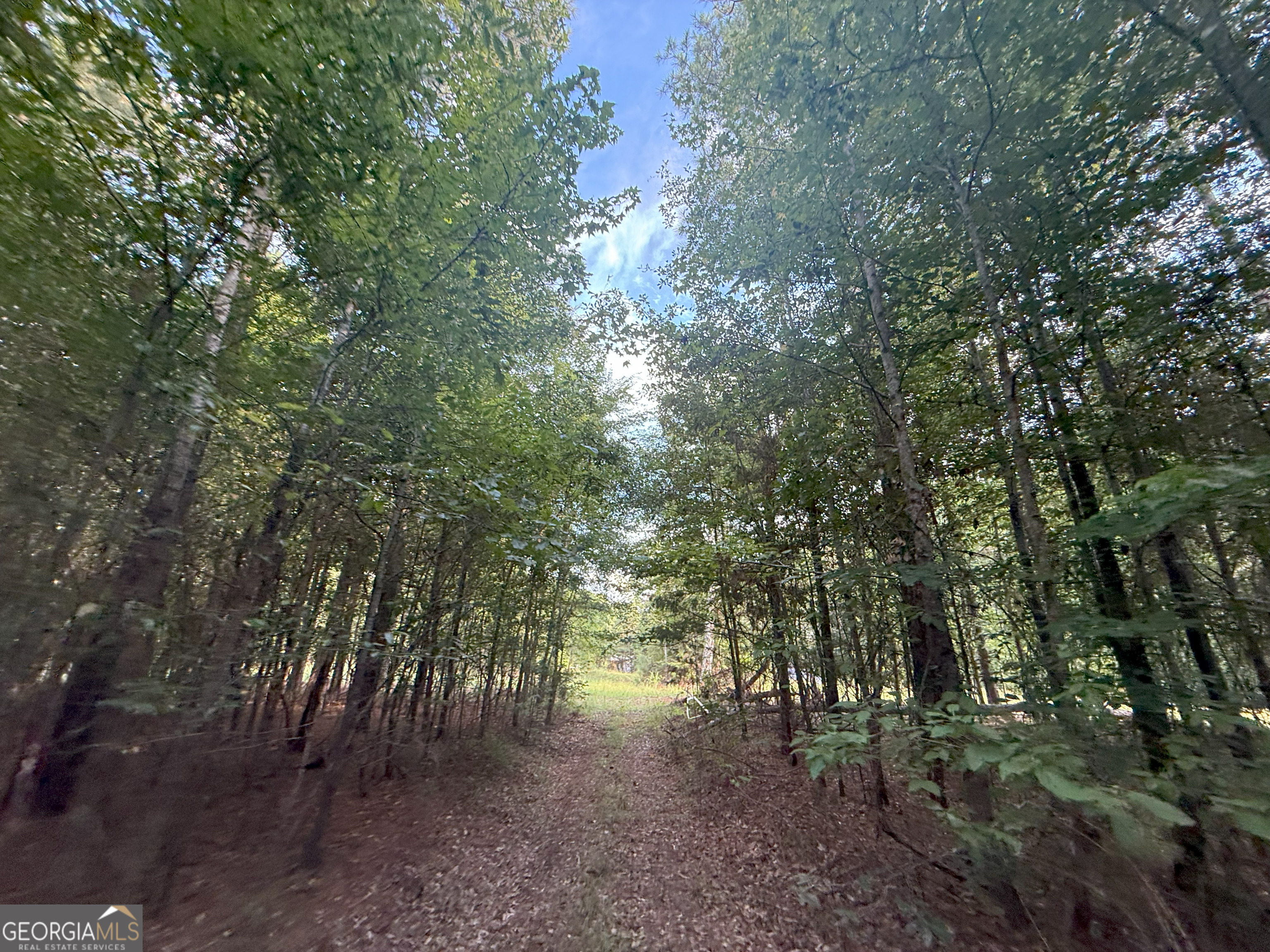 4 Bunch Road Tignall, GA 30668 - Photo 9 of 34 a view of a forest