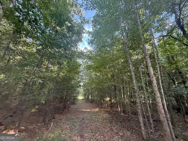 a view of a forest with trees in the background