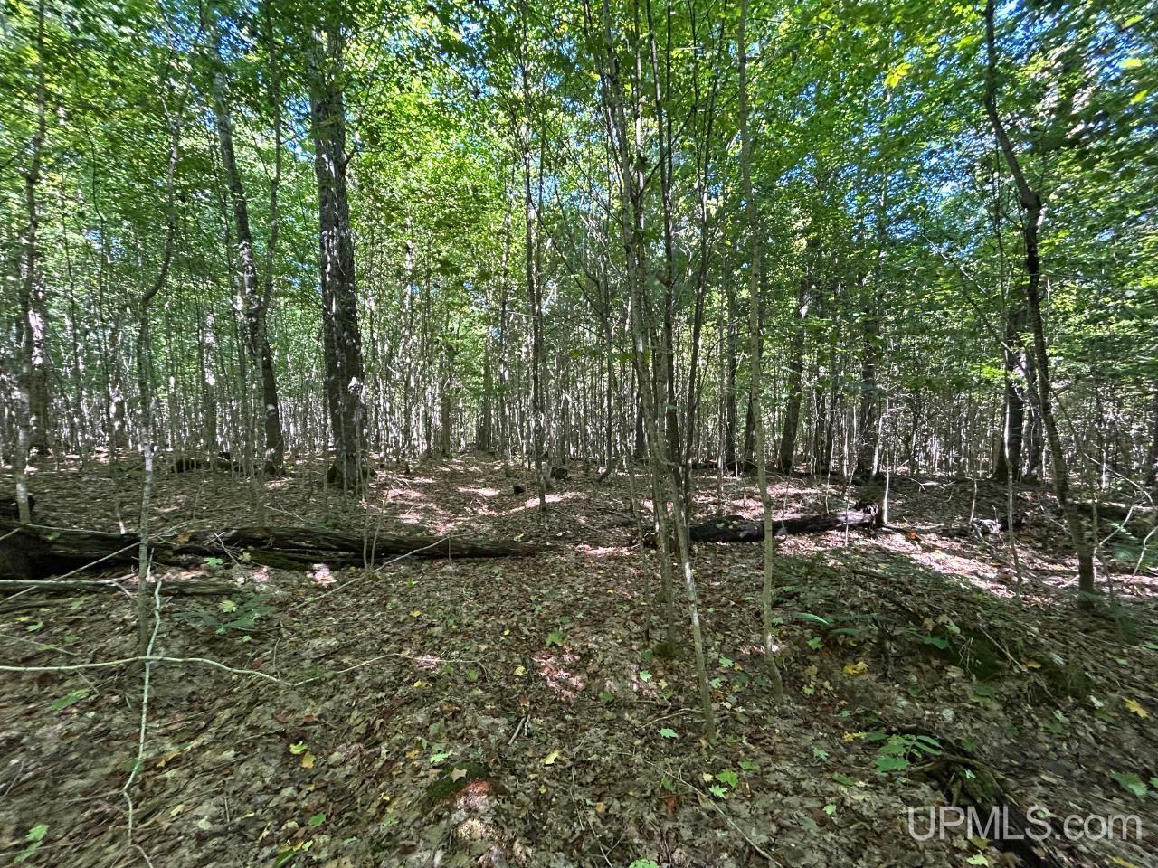 40-acres 40-acres Camp Road Shingleton, MI 49884 - Photo 12 of 20
