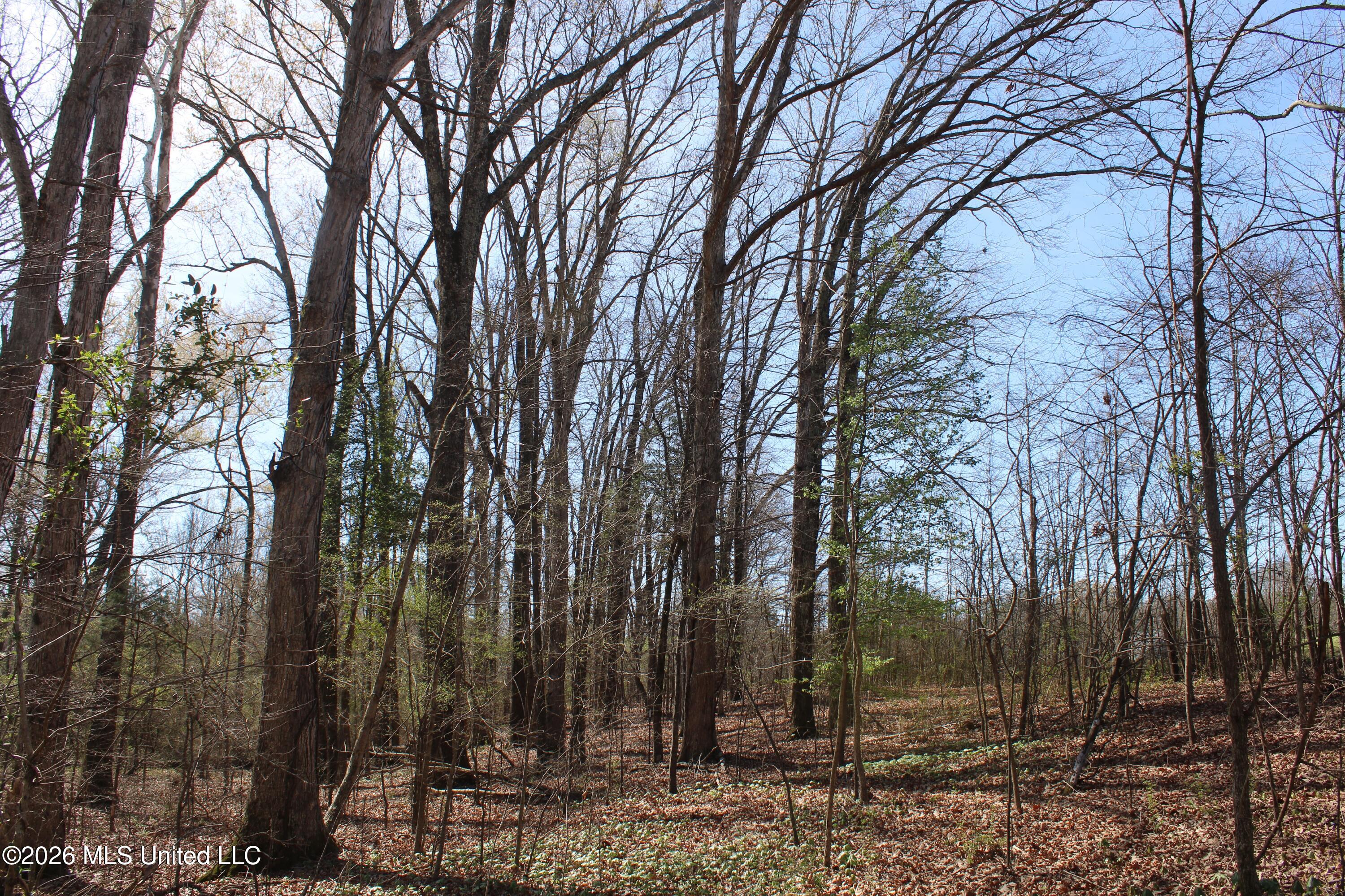 9 Barton Desoto Road Olive Branch, MS 38654 - Photo 3 of 9 IMG_7507