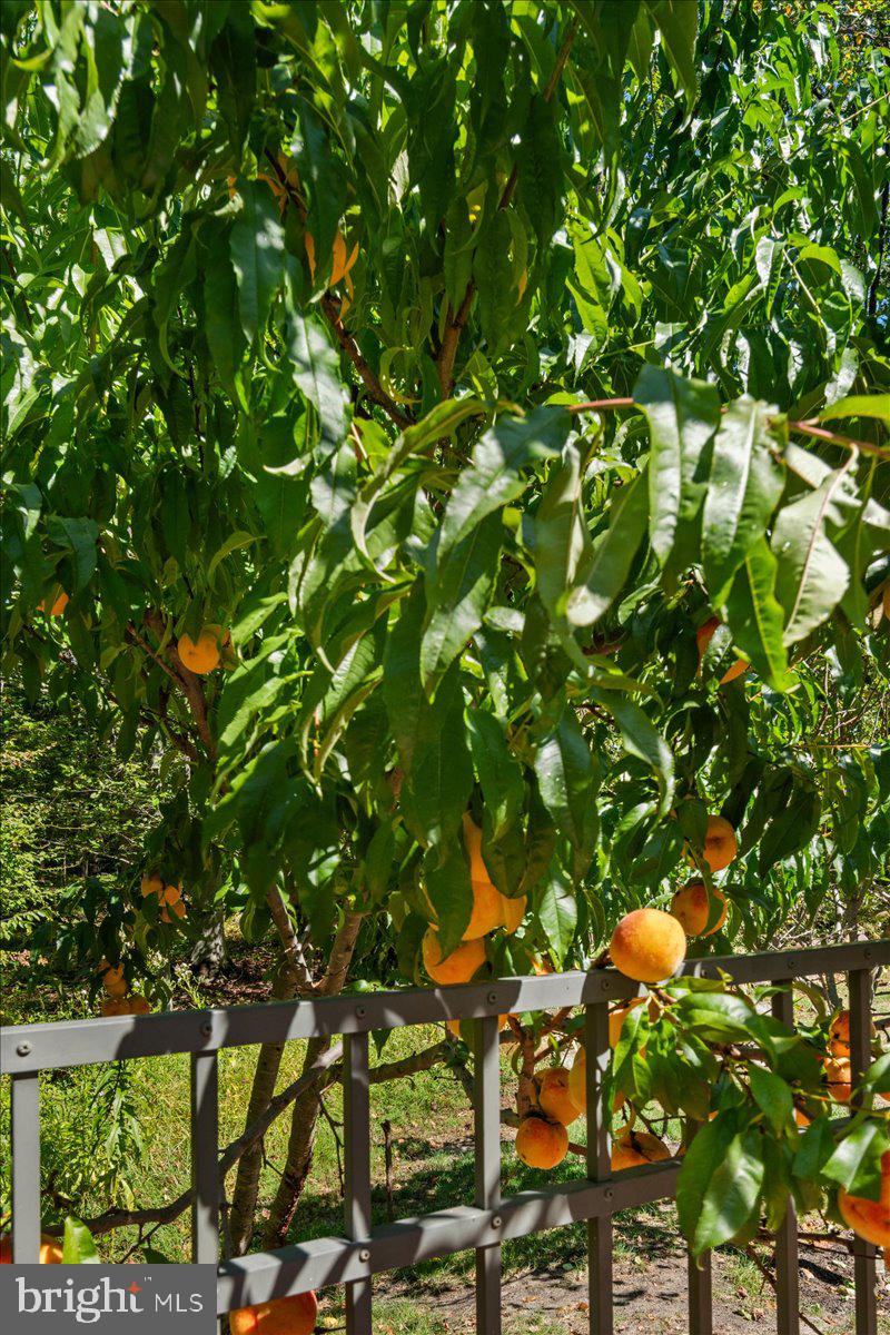 1005 Stuart Road Princeton, NJ 08540 - Photo 29 of 42 Pick you own peaches pool side