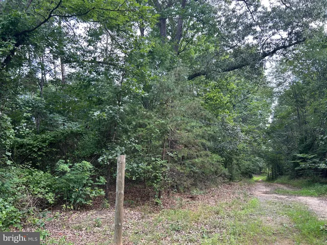 a view of a forest with trees