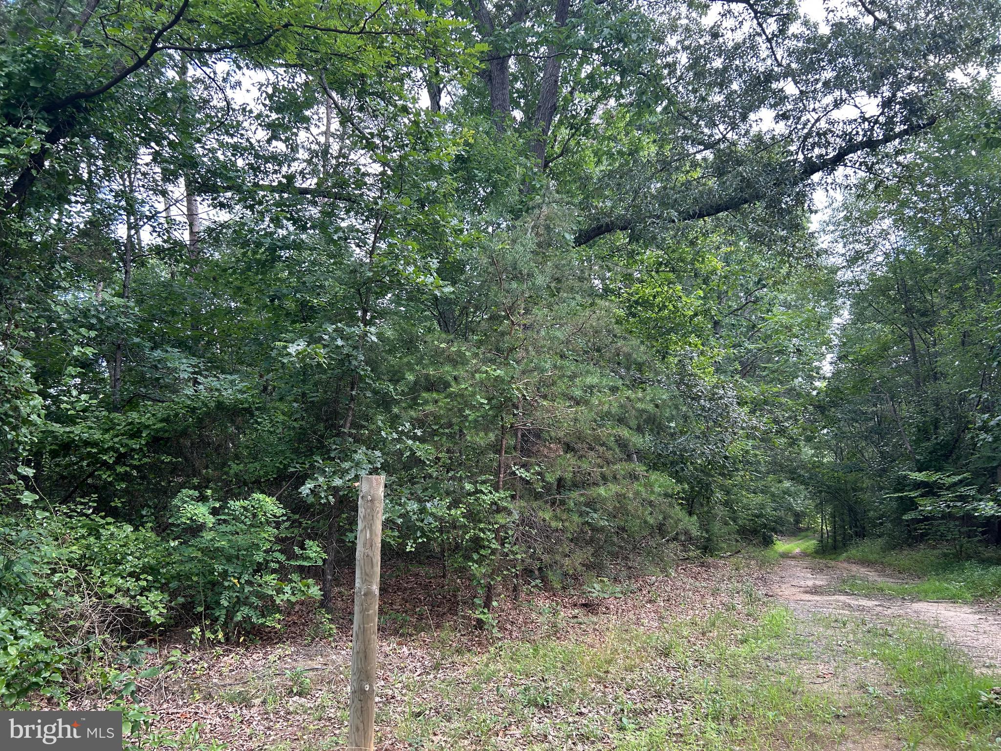 Bickers Lane Orange, VA 22960 - Photo 3 of 3 a view of a forest with trees