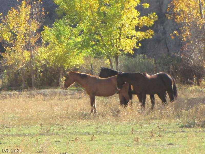 17236 Sr Highway Caliente, NV 89008 - Photo 7 of 34