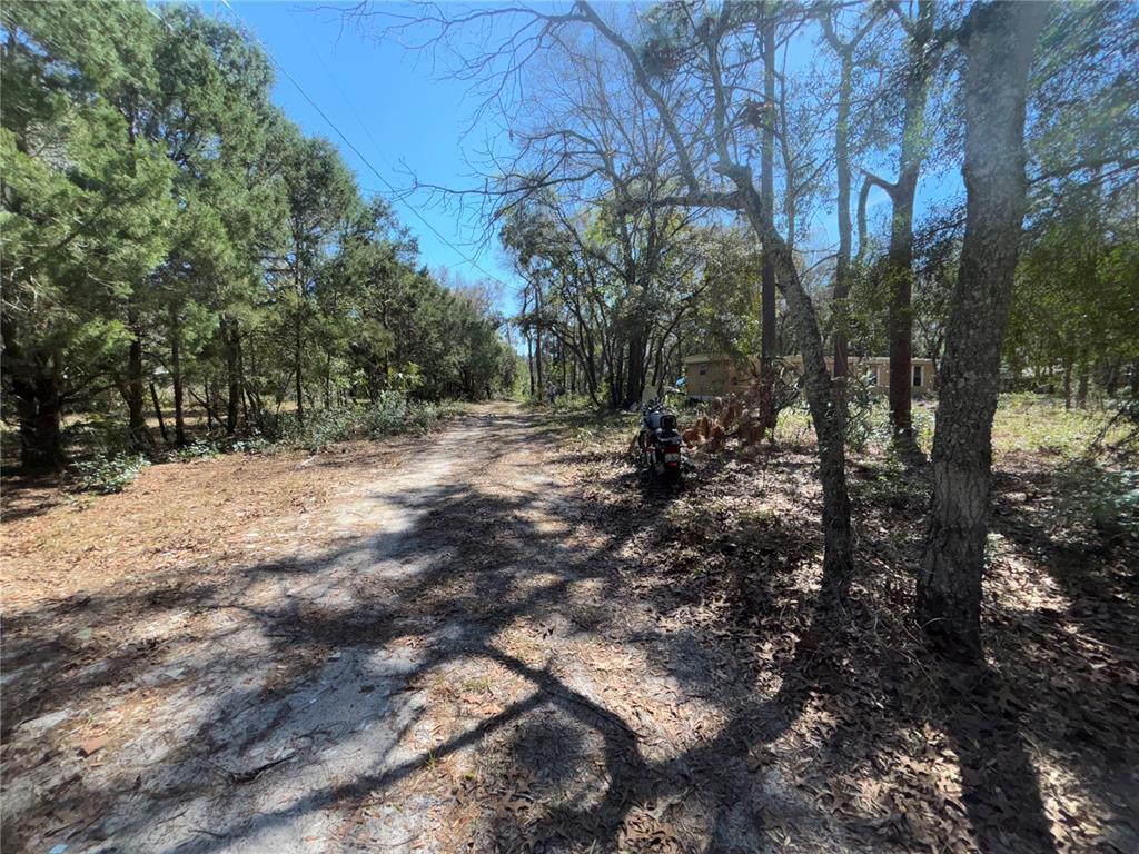 17233 Dalberg Drive Spring Hill, FL 34610 - Photo 22 of 24 a view of a forest filled with trees