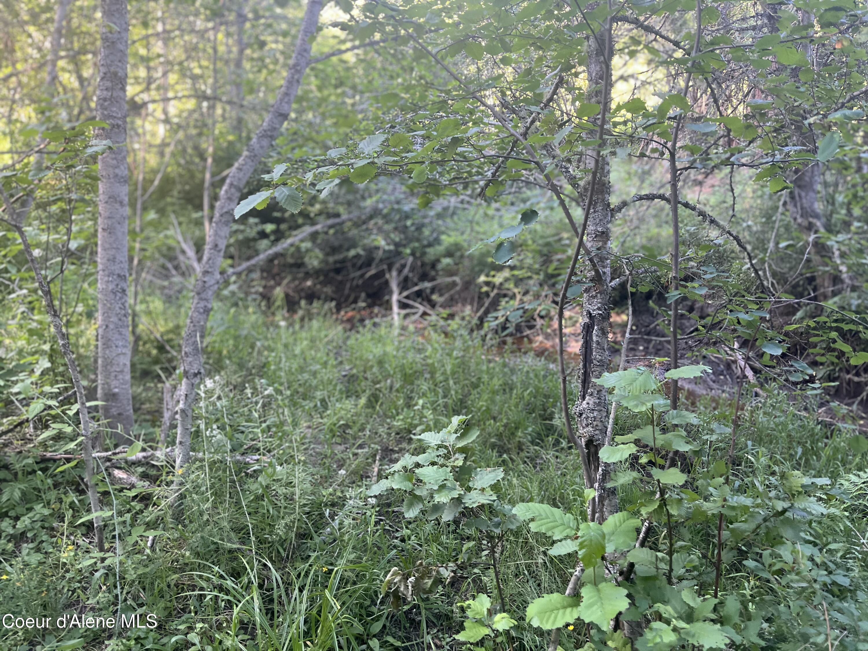 0 Upper Pack River Road Sandpoint, ID 83864 - Photo 28 of 33 IMG_E5569 - Copy