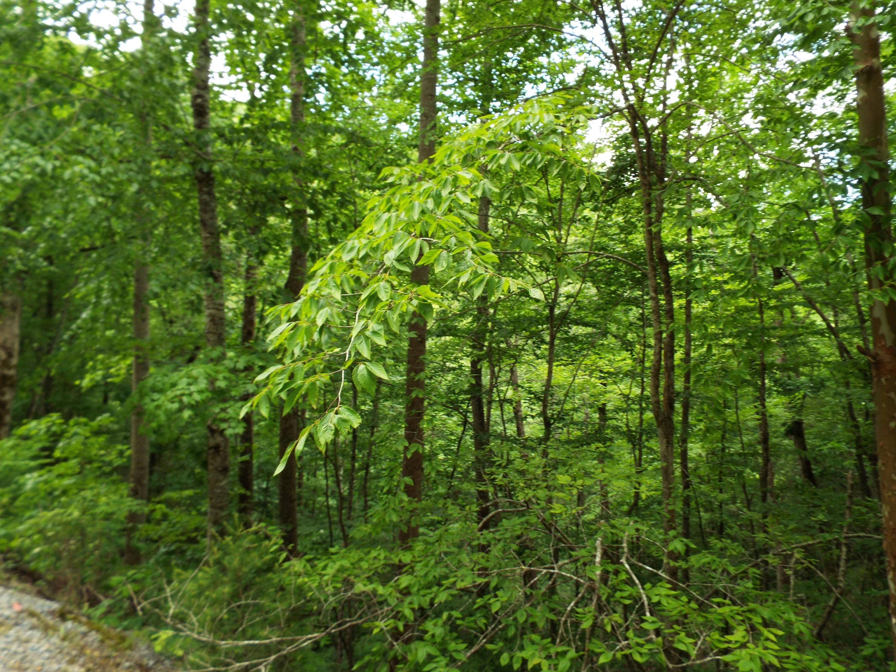 Lot 2 Sugar Maple Loop Road Sevierville, TN 37862 - Photo 14 of 28 DSCF0986