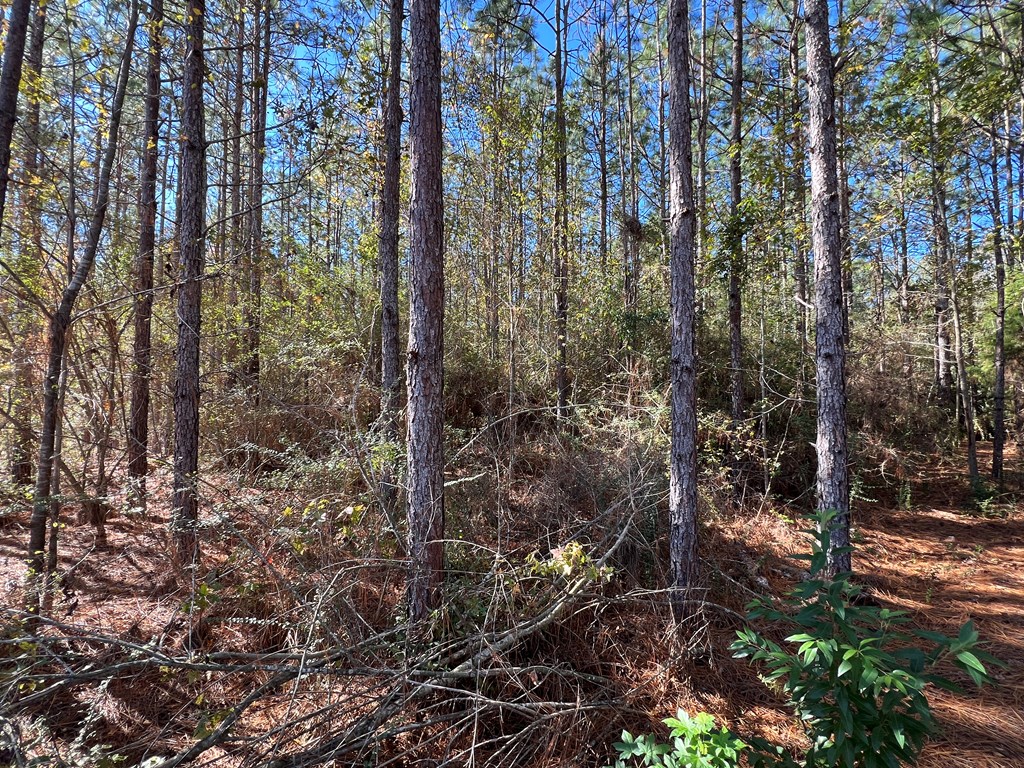 766 South Watford Road Slocomb, AL 36375 - Photo 22 of 37