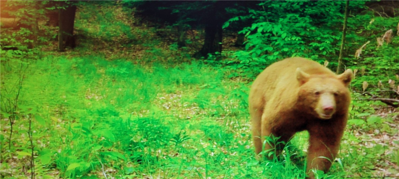 2213 Brown Hollow Road Corning, NY 14830 - Photo 43 of 49