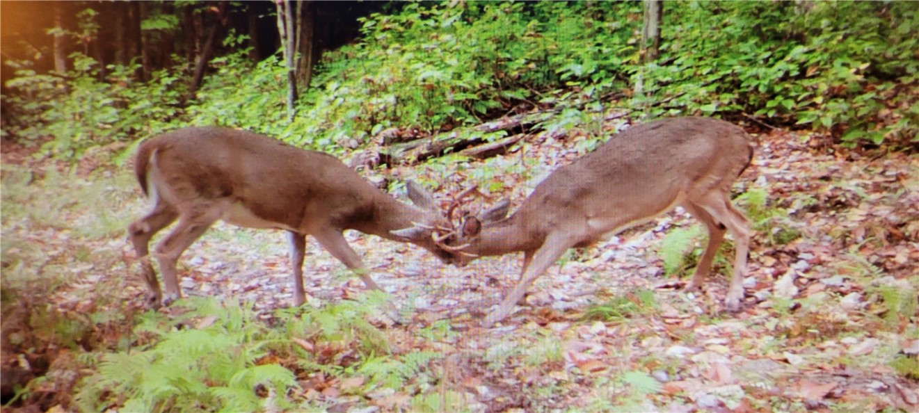 2213 Brown Hollow Road Corning, NY 14830 - Photo 44 of 49