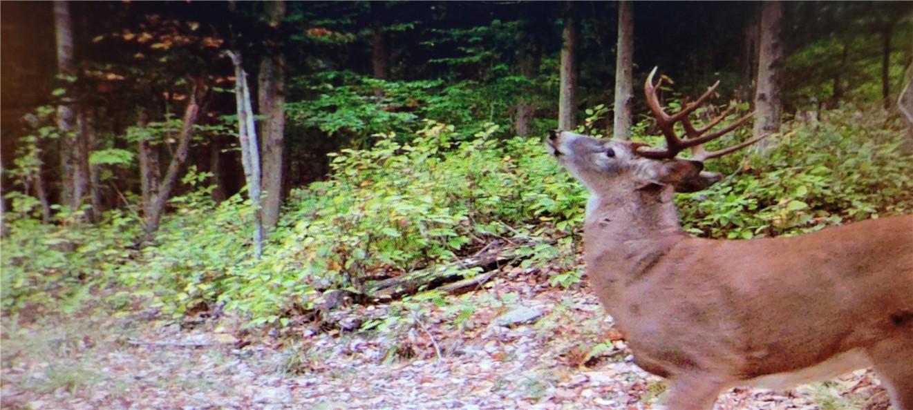 2213 Brown Hollow Road Corning, NY 14830 - Photo 45 of 49