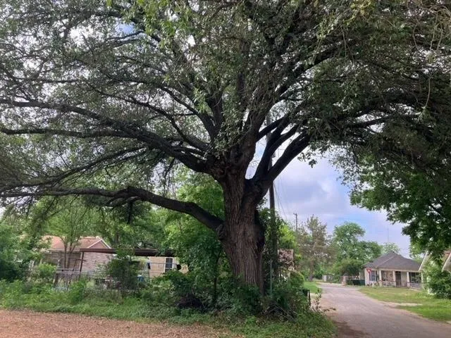an outdoor space with lots of trees