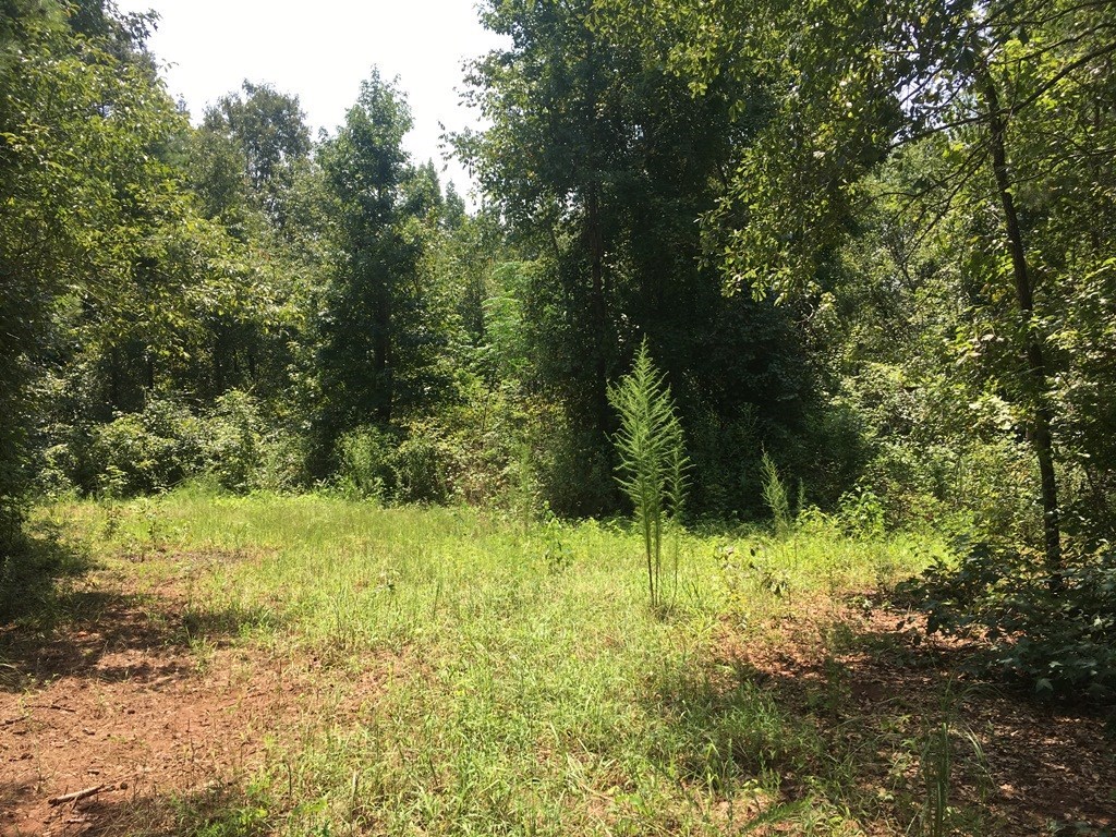 0 Mt Carmel Road Roberta, GA 31078 - Photo 12 of 20 Additional Photo