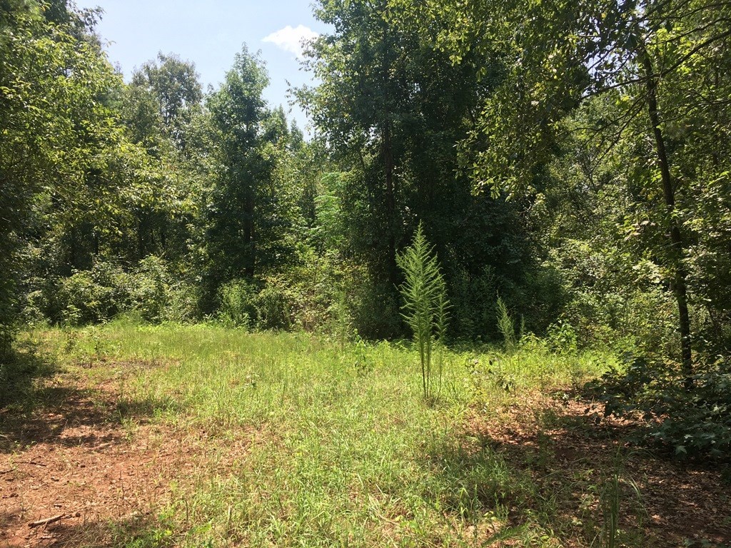 0 Mt Carmel Road Roberta, GA 31078 - Photo 13 of 20 Additional Photo