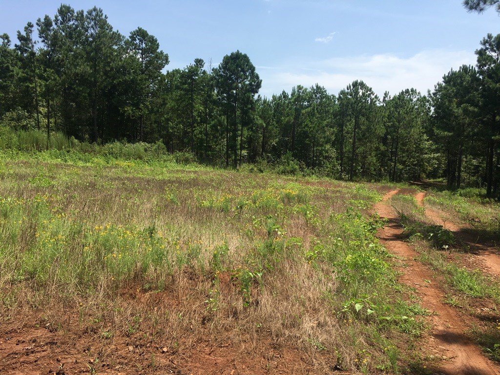 0 Mt Carmel Road Roberta, GA 31078 - Photo 15 of 20 Additional Photo