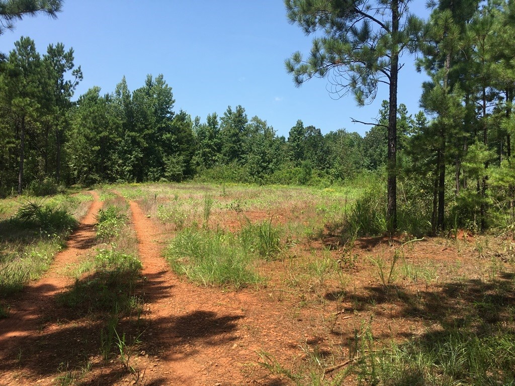 0 Mt Carmel Road Roberta, GA 31078 - Photo 16 of 20 Additional Photo
