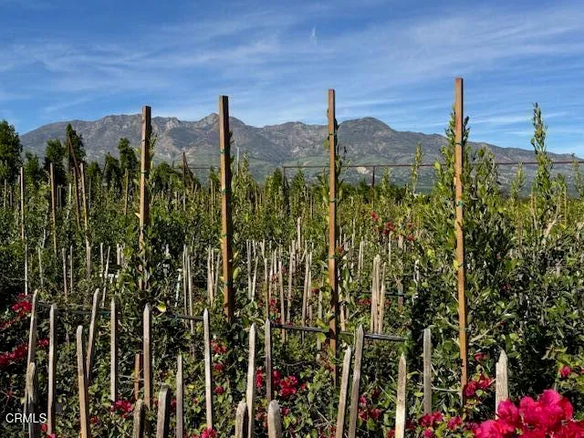 a view of a yard with plants and large trees