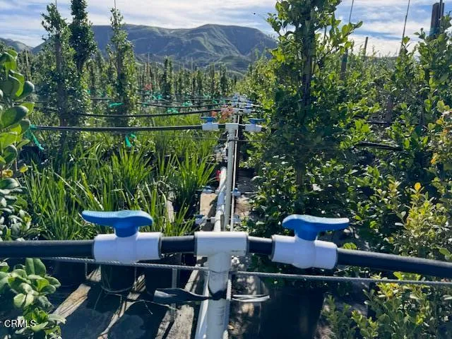 a view of a bunch of trees