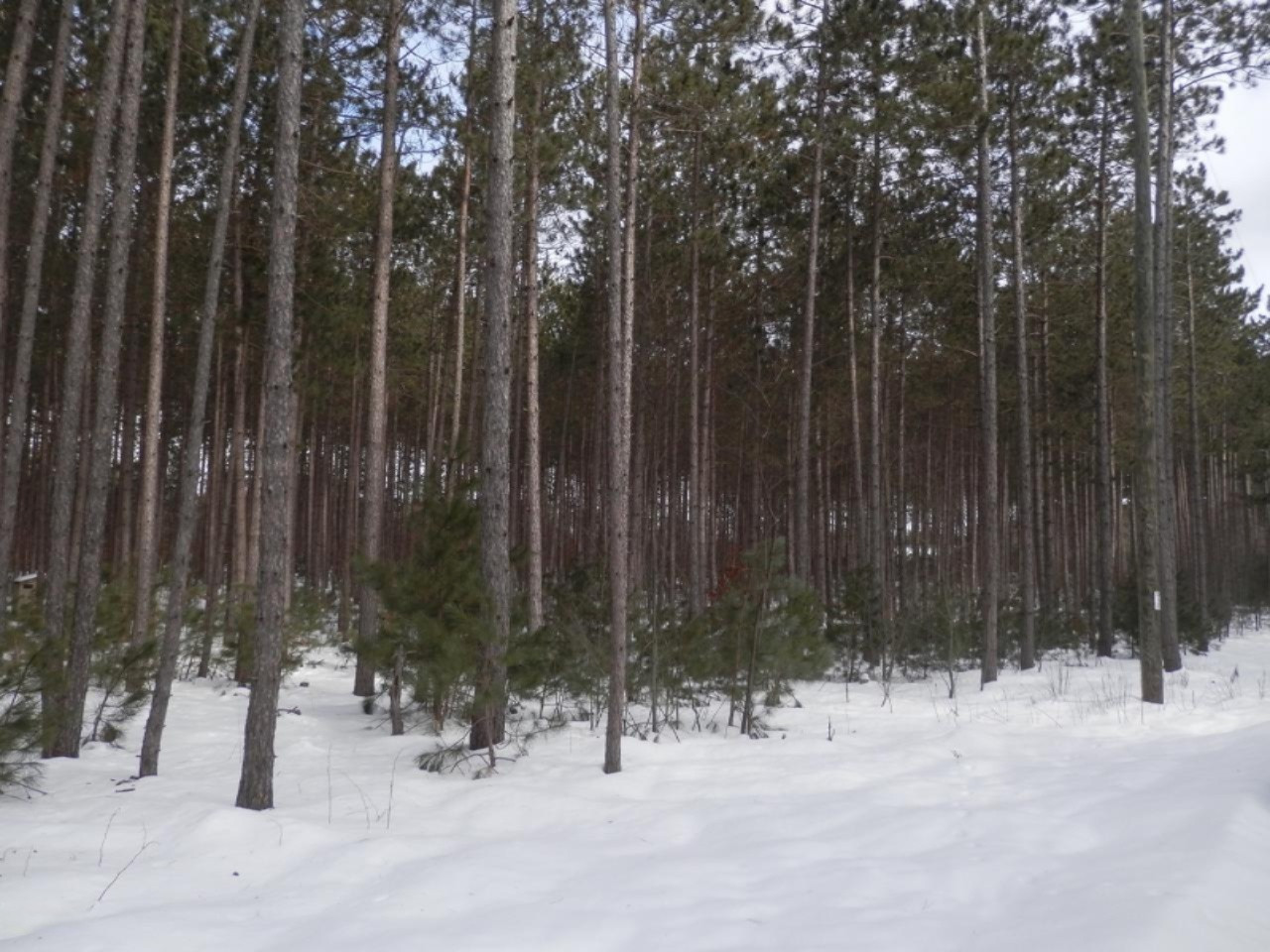Harlan Road Copemish, MI 49625 - Photo 1 of 15 Wooded with tall pines