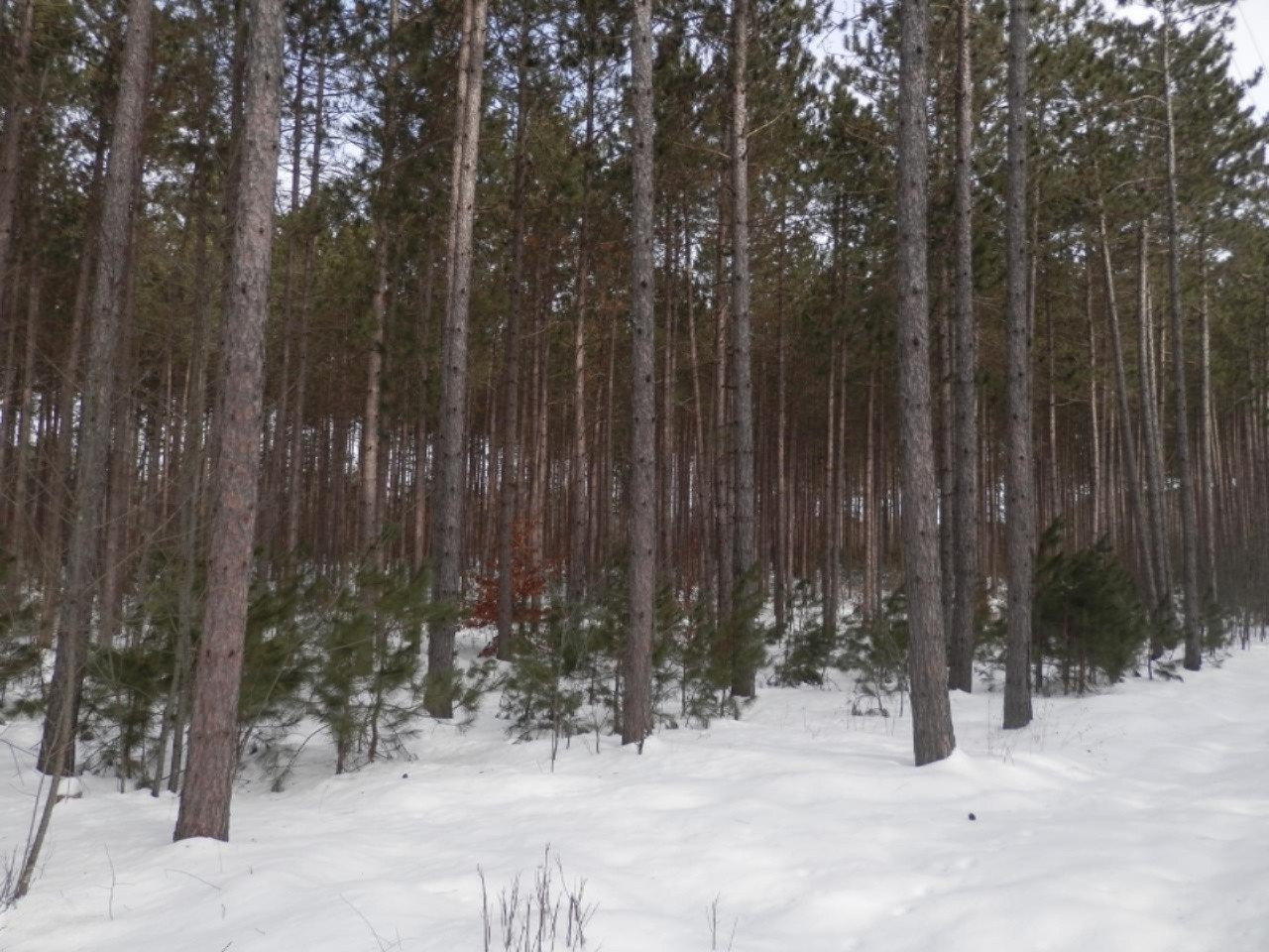 Harlan Road Copemish, MI 49625 - Photo 11 of 15 Additional photo